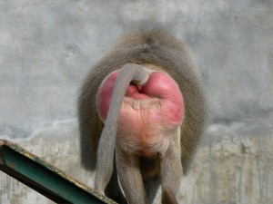 A Red Baboon Ass