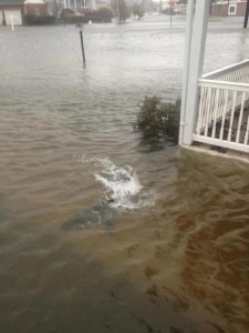 Shark Swimming in the Streets of Margate, NJ
