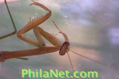 Praying Mantis From Philadelphia
