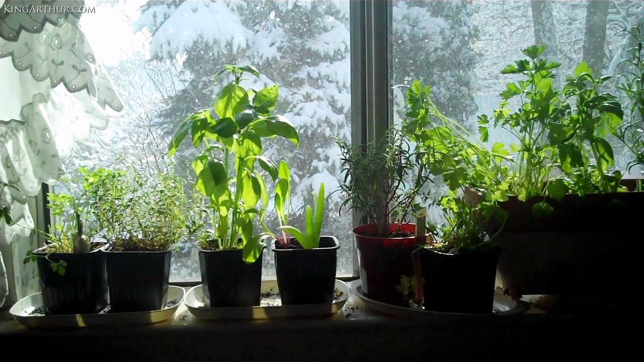 Window Sill Herb Garden with Parsley, Garlic, Thyme, Basil, Aloe, and Rosemary