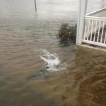 Shark Swimming in the Streets of Margate, NJ